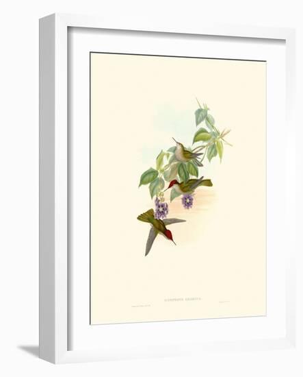 Hummingbird Delight XII-John Gould-Framed Art Print
