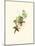 Hummingbird Delight XII-John Gould-Mounted Art Print