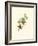 Hummingbird Delight XII-John Gould-Framed Art Print