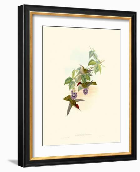 Hummingbird Delight XII-John Gould-Framed Art Print