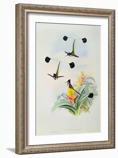 Hummingbird, engraved by Walter and Cohn-John Gould-Framed Giclee Print