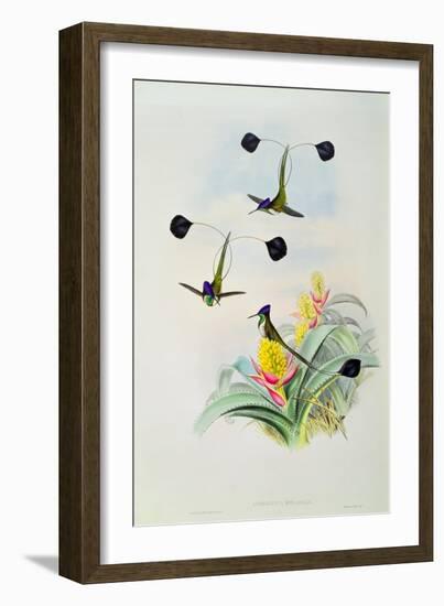 Hummingbird, engraved by Walter and Cohn-John Gould-Framed Giclee Print