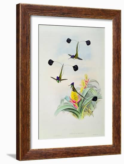 Hummingbird, engraved by Walter and Cohn-John Gould-Framed Giclee Print