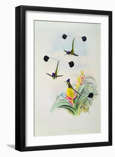 Hummingbird, engraved by Walter and Cohn-John Gould-Framed Giclee Print