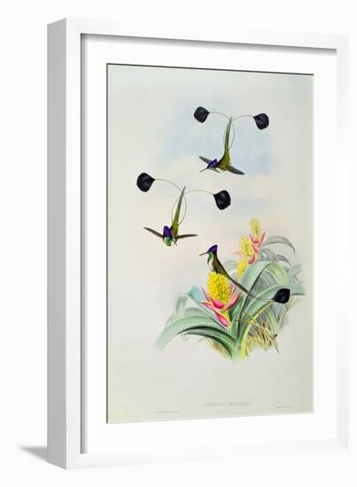 Hummingbird, engraved by Walter and Cohn-John Gould-Framed Giclee Print