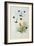 Hummingbird, engraved by Walter and Cohn-John Gould-Framed Giclee Print