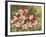 Hummingbird Feeding Frenzy-William Vanderdasson-Framed Giclee Print