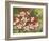 Hummingbird Feeding Frenzy-William Vanderdasson-Framed Giclee Print