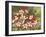 Hummingbird Feeding Frenzy-William Vanderdasson-Framed Giclee Print