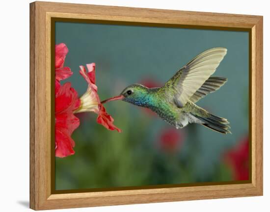 Hummingbird Feeding on Petunia, Madera Canyon, Arizona, USA-Rolf Nussbaumer-Framed Premier Image Canvas