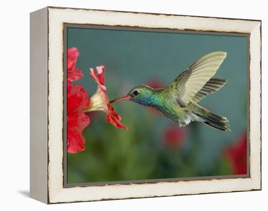 Hummingbird Feeding on Petunia, Madera Canyon, Arizona, USA-Rolf Nussbaumer-Framed Premier Image Canvas