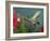 Hummingbird Feeding on Petunia, Madera Canyon, Arizona, USA-Rolf Nussbaumer-Framed Photographic Print