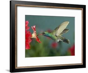 Hummingbird Feeding on Petunia, Madera Canyon, Arizona, USA-Rolf Nussbaumer-Framed Photographic Print