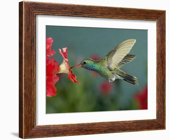 Hummingbird Feeding on Petunia, Madera Canyon, Arizona, USA-Rolf Nussbaumer-Framed Photographic Print