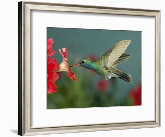 Hummingbird Feeding on Petunia, Madera Canyon, Arizona, USA-Rolf Nussbaumer-Framed Photographic Print