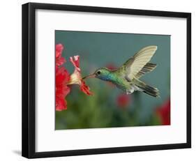Hummingbird Feeding on Petunia, Madera Canyon, Arizona, USA-Rolf Nussbaumer-Framed Photographic Print