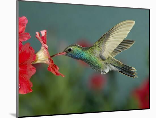 Hummingbird Feeding on Petunia, Madera Canyon, Arizona, USA-Rolf Nussbaumer-Mounted Photographic Print