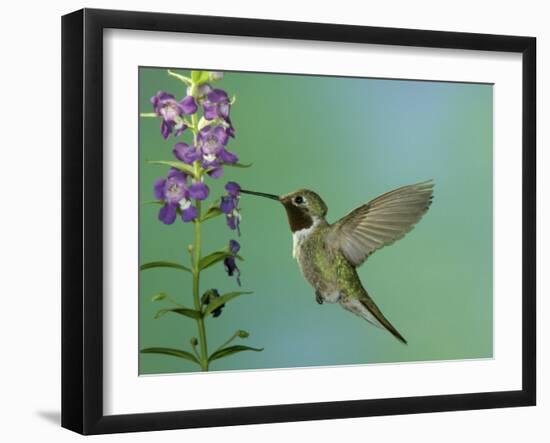 Hummingbird Feeding on Purple Angelonia, Paradise, Chiricahua Mountains, Arizona, USA-Rolf Nussbaumer-Framed Photographic Print