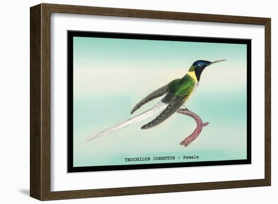 Hummingbird: Female Trochilus Cornutus-Sir William Jardine-Framed Art Print