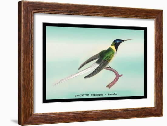 Hummingbird: Female Trochilus Cornutus-Sir William Jardine-Framed Art Print