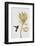 Hummingbird & Flower I-Orara Studio-Framed Photographic Print