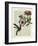 Hummingbird & Flower-Marion Mcconaghie-Framed Art Print