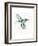 Hummingbird Flurry-Sillier than Sally-Framed Art Print