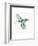 Hummingbird Flurry-Sillier than Sally-Framed Art Print