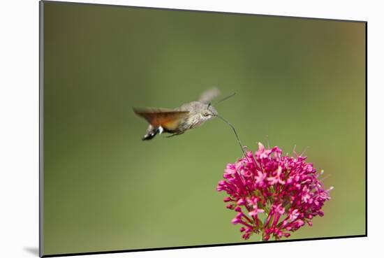 Hummingbird Hawkmoth in Flight Feeding on Valerian-null-Mounted Photographic Print