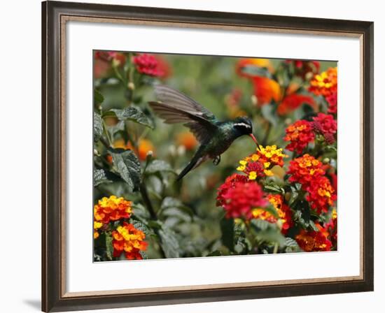 Hummingbird Hovers over a Patch of Flowers as it Collects Nectar in Mexico City-null-Framed Photographic Print