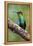 Hummingbird I-Larry Malvin-Framed Premier Image Canvas