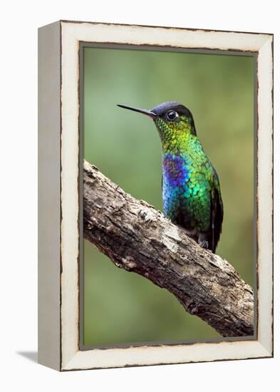 Hummingbird I-Larry Malvin-Framed Premier Image Canvas