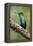 Hummingbird I-Larry Malvin-Framed Premier Image Canvas
