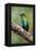 Hummingbird I-Larry Malvin-Framed Premier Image Canvas