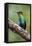 Hummingbird I-Larry Malvin-Framed Premier Image Canvas