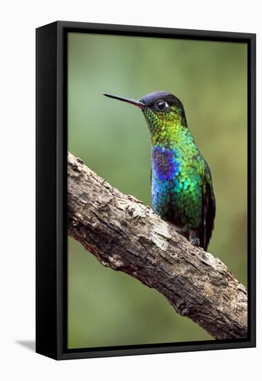 Hummingbird I-Larry Malvin-Framed Premier Image Canvas