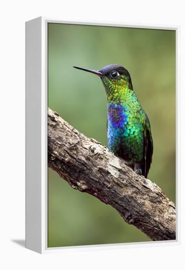 Hummingbird I-Larry Malvin-Framed Premier Image Canvas