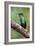 Hummingbird I-Larry Malvin-Framed Photographic Print