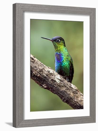 Hummingbird I-Larry Malvin-Framed Photographic Print