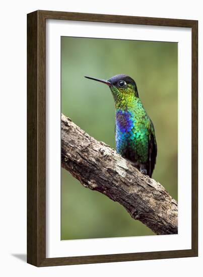 Hummingbird I-Larry Malvin-Framed Photographic Print