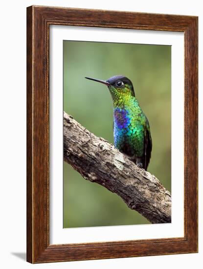 Hummingbird I-Larry Malvin-Framed Photographic Print