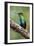 Hummingbird I-Larry Malvin-Framed Photographic Print