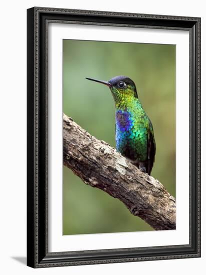 Hummingbird I-Larry Malvin-Framed Photographic Print