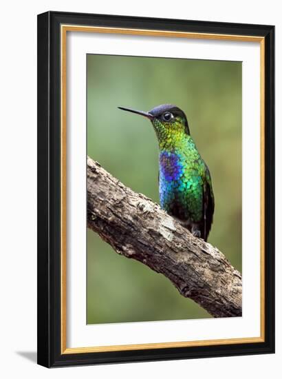 Hummingbird I-Larry Malvin-Framed Photographic Print