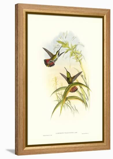 Hummingbird I-John Gould-Framed Stretched Canvas