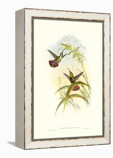 Hummingbird I-John Gould-Framed Stretched Canvas