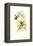 Hummingbird I-John Gould-Framed Stretched Canvas