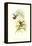 Hummingbird I-John Gould-Framed Stretched Canvas