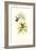 Hummingbird I-John Gould-Framed Art Print