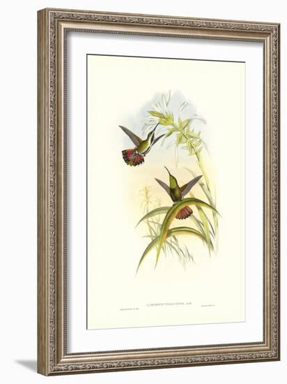 Hummingbird I-John Gould-Framed Art Print